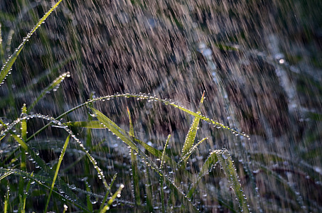 早晨 雨滴在青草上下雨天晨雨植物群树叶绿色草地杂草晴天叶子背景图片