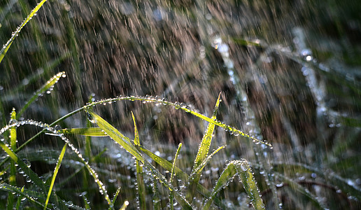 早晨 雨滴在青草上下雨天晴天绿色晨雨植物群树叶花园背景阳光草地图片