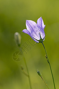 坎帕努拉花铃图片