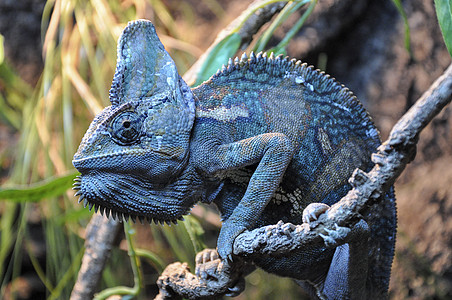 树枝上的单色素 紧闭绿色热带宠物情调生态野生动物生物蓝色鬣蜥棕榈图片