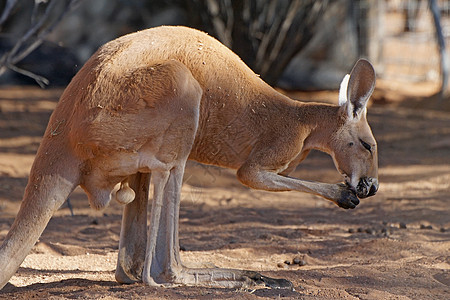 澳大利亚红袋鼠动物群狼蛛动物哺乳动物红斑地区旅游领土野生动物旅行背景图片