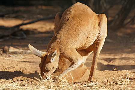 澳大利亚红袋鼠地区旅游哺乳动物红斑动物群野生动物动物狼蛛旅行领土背景图片