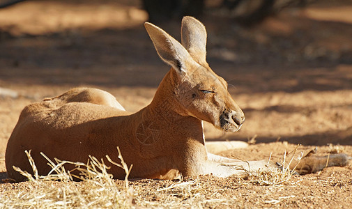 澳大利亚红袋鼠旅游领土哺乳动物动物地区野生动物旅行红斑狼蛛动物群背景图片