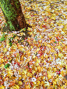 麻树和金秋叶图片