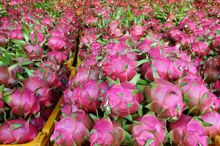 龙果 农产农产品 越南产品农业团体篮子青龙出口维生素收成水果热带图片