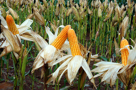 实验花园 黄玉米 越南 农业 玉米植物生物农场谷物种子种植园生物学植物群场地测试背景图片