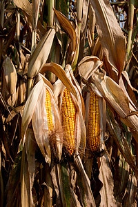 玉米在鳕鱼上收成农场黄色炙烤粮食玉米芯蔬菜食物烧烤棒子图片