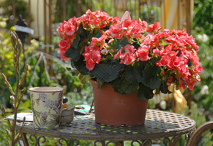 花园装饰 开花的陶瓷植物辉煌盆花花盆盆栽海棠桌子红色图片