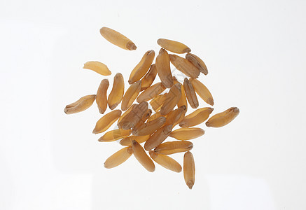 Khorassan小麦 Kamut 古老谷物的常数食物肿胀粮食硬质营养图片