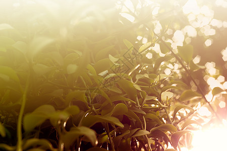 带树叶的清晨新背景森林天空拼贴画金子阳光水果日落生态绿色植物艺术背景图片