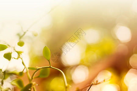 带树叶的清晨新背景植物群阳光天空金子拼贴画环境叶子森林植物晴天背景图片