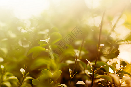 带树叶的清晨新背景叶子森林晴天环境植物群金子生长天空公园日落背景图片