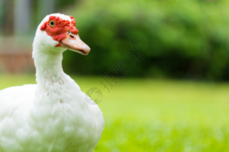 模糊的白蓝鸭脊椎动物反射家畜宠物红花甘德羽毛农业鸭子食物图片
