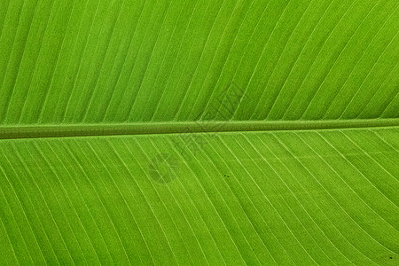 详细香蕉假条纹墙纸绿色植物热带森林环境生态花园叶子图片