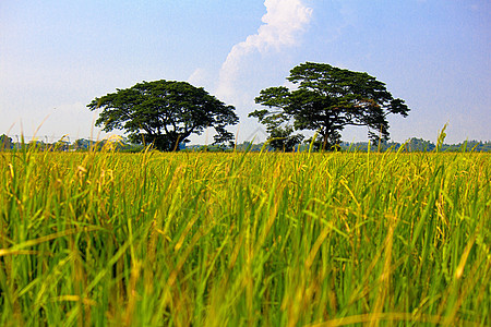 田稻和大树国家农田收成土地植物谷物风景农村生长蓝色图片