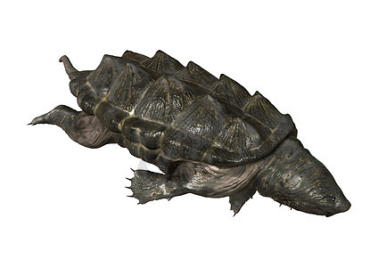 鳄鱼捕捉海龟潜水濒危动物鲷鱼白色野生动物乌龟动物群图片