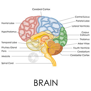 人脑天才智慧科学插图药品心理头脑大脑思考心理学图片