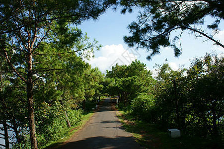 比恩浩 生态旅游 松林 湖泊 吉来湖 越南游客风景池塘园林空气环境生态旅行丛林观光图片