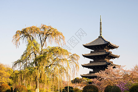 京都 日本秋冬寺神社宝塔神道历史性文化地标树木照明旅行佛教徒图片