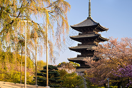 京都 日本秋冬寺风景佛教徒寺庙宗教神社宝塔照明季节樱花历史性图片