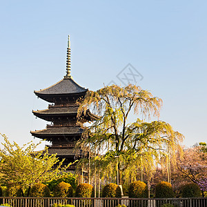 日本京都塔京都 日本秋冬寺风景佛教徒樱花宝塔文化季节树木地标宗教照明背景