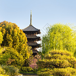 京都 日本秋冬寺宗教神道旅行地标风景季节照明佛教徒宝塔樱花图片