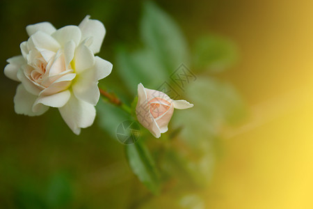 小玫瑰花花园绿色花瓣植物叶子粉色图片