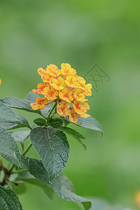 美丽的亚南色照相机花花园草本植物植物叶子花瓣灌木公园植物学季节热带图片