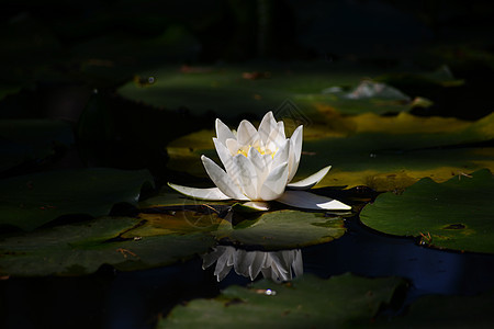 莲花花绿色白色图片