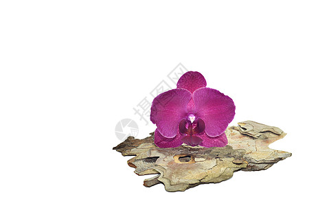 树皮上的粉红兰花花瓣植物群女性化热带异国粉色植物学情调植物背景图片