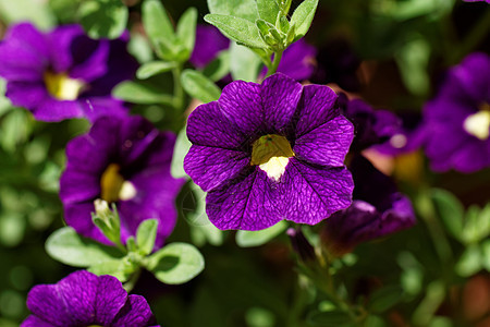 紫色fetunia绿色植物学公园环境乡村植物群花园花瓣季节植物图片