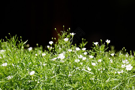 甜心总和植物学花瓣植物花园季节叶子香雪球花朵公园环境图片