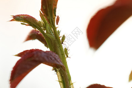 绿虫害虫玫瑰叶子虱子园艺植物昆虫花瓣漏洞动物图片
