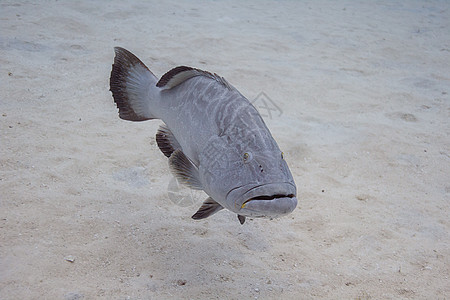 三角形动物多样性潜水海洋游泳海绵珊瑚生活鲇鱼低音图片