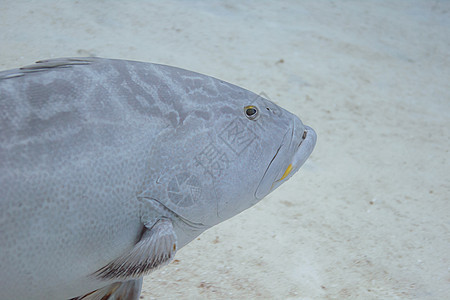 三角形海洋生物成人食肉海绵珊瑚多样性生活鲇鱼海洋学动物图片