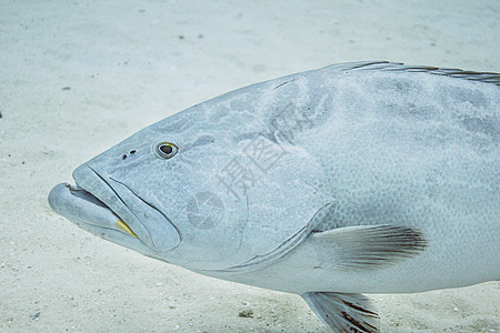 三角形海洋生物成人生活游泳纹状体海洋珊瑚食肉海洋学海绵图片