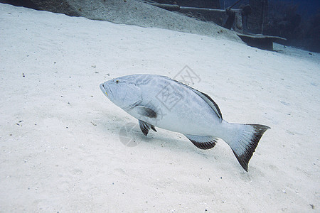 三角形海洋潜水成人珊瑚低音纹状体海洋生物多样性鲇鱼生活图片