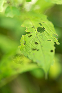 叶洞植物绿色选择性叶子宏观树叶焦点图片