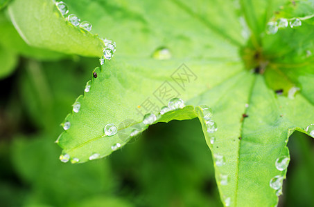 新鲜绿叶上露露滴绿色植物群液体生长花朵树叶飞沫植物学水分活力图片