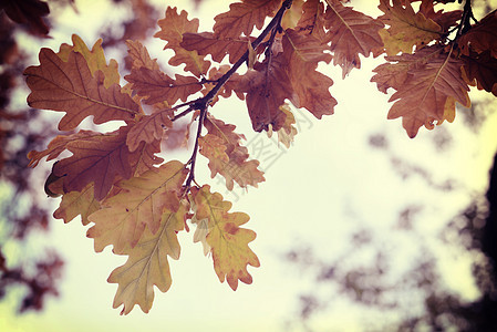 秋季秋季节古树叶太阳背景图片