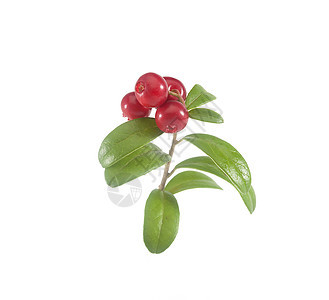 草莓分处红色植物树叶食物绿色覆盆子衬套浆果图片
