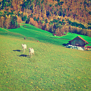山羊正方形草地高山小木屋农业爬坡农田植物村庄国家图片