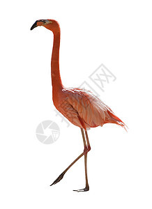 红flamingo白色野生动物动物园粉色热带红色水禽晴天脖子动物图片