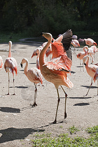 红flamingo动物晴天脖子海岸线粉色鸟舍水禽白色动物园红色图片