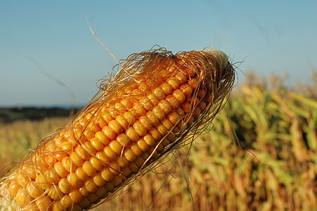 一颗成熟的玉米之耳农场生物质技术金子内核收成蔬菜食物季节性场地图片