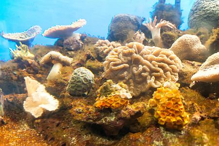 海葵异国热带环境荒野野生动物盐水情调珊瑚生活水族馆图片