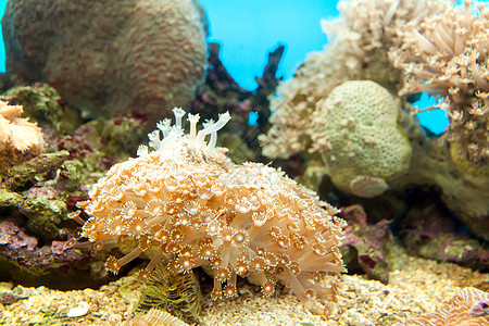 海葵多样性生物荒野盐水触手水族馆热带情调环境气候背景图片