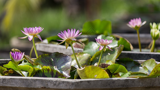 紫水百合花长大了图片