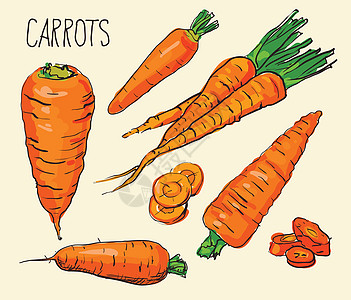 设置孤立在白色背景上的胡萝卜 蔬菜 食物 手绘 轮廓 颜色 线条艺术矢量打印萝卜草图边界绘画发型夹子叶子标签生长图片