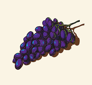 葡萄植物插图葡萄园酒厂食物小枝收藏藤蔓栽培紫色图片